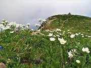 33 Anemoni narcissini (Anemonastrum narcissiflorum) con vista sull'omone del Monte Foppa